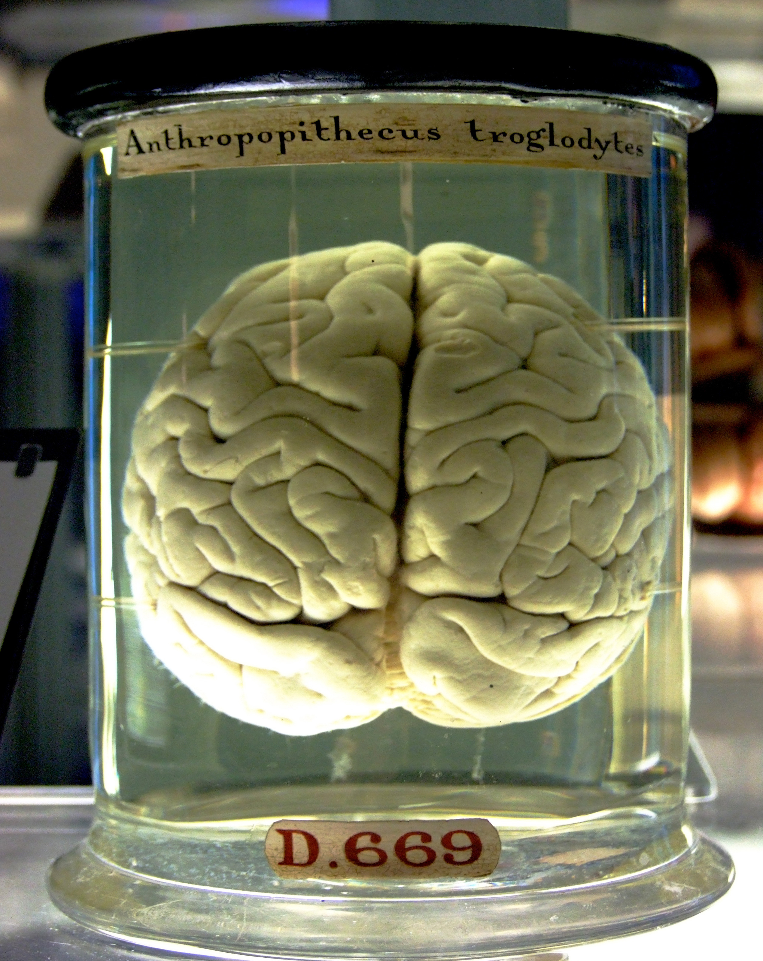 A chimpanzee brain preserved in a jar