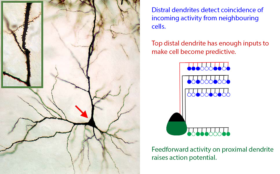 Real (left) and CLA model (right) neurons