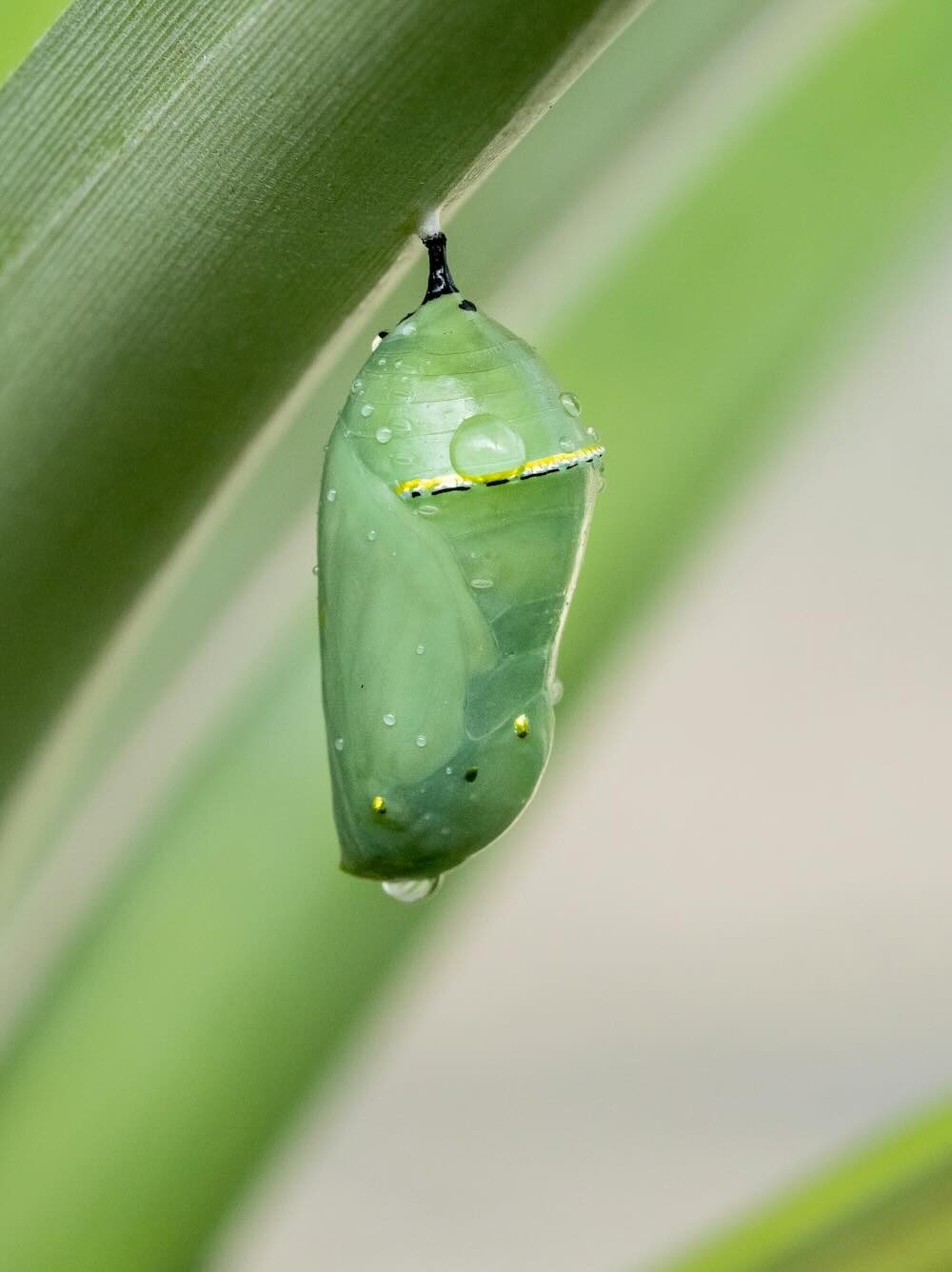 A green chrysalis hanging from a blade of grass, beaded with water