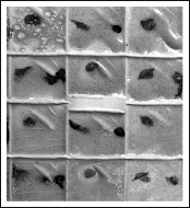 This grid tile has dots of six colouring oxides applied to alternate compartments.