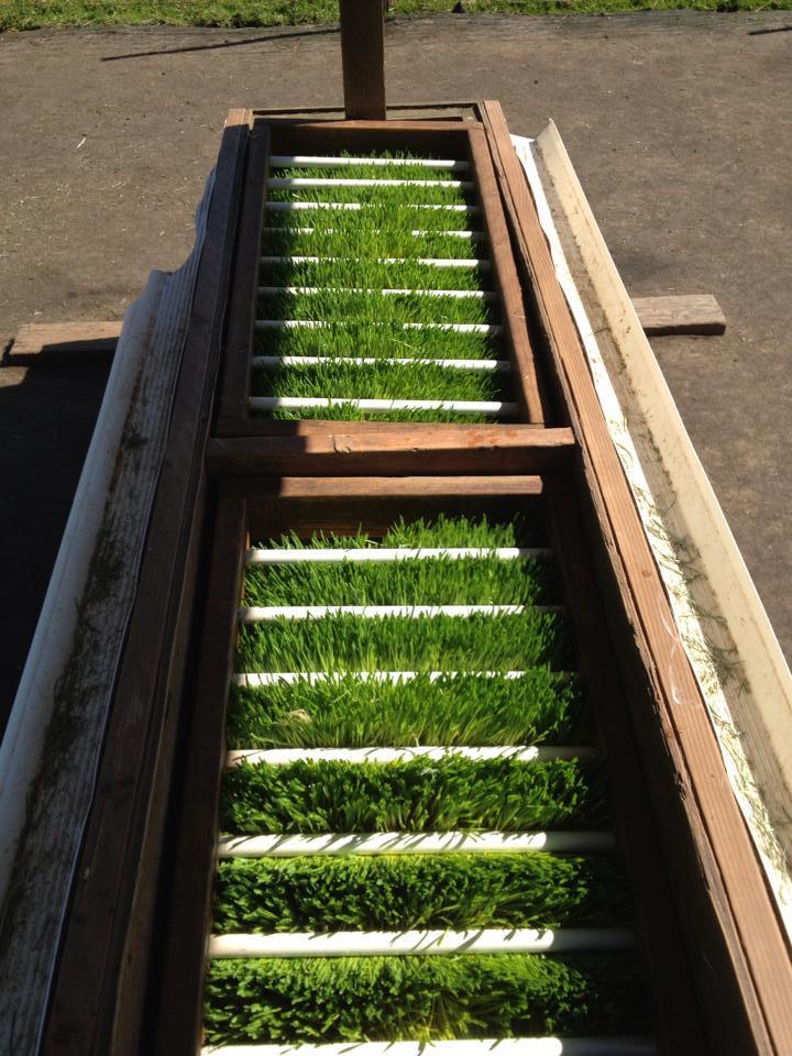 Fodder under a ladder to keep the animals from flinging it about
