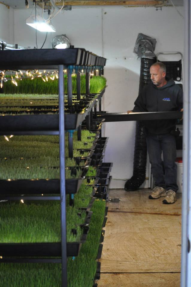 Fodder grown David Capocci style (of Paca Pride Guest Ranch)