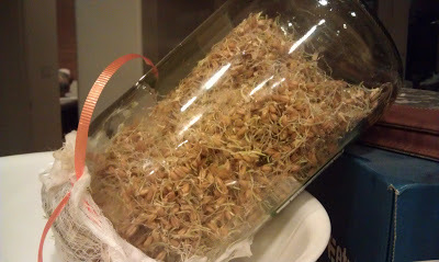 Fodder grown in a jar by Backyard Chicken Lady - http://backyardchickenlady.blogspot.com/