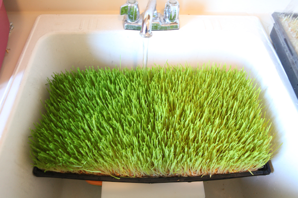 peakprosperity.com watering a tray of fodder