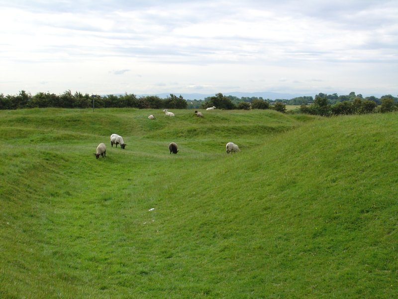 Schafe am Hill of Tara