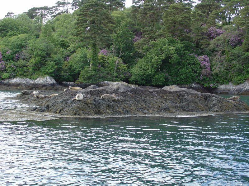 Robben auf dem Weg zur Garinish Island