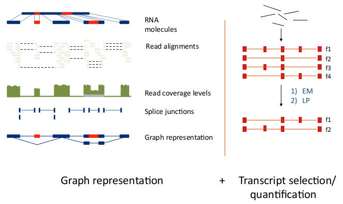Transcript Assembly & Quantification