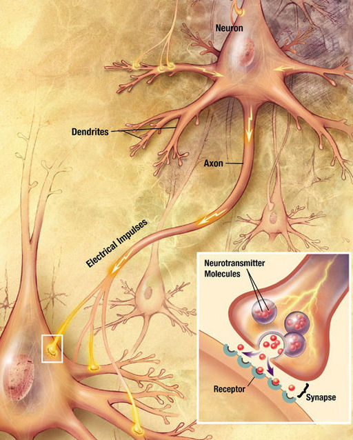 Neurons and Synapses (credit: National Institute of Health; image from Wikimedia.org)