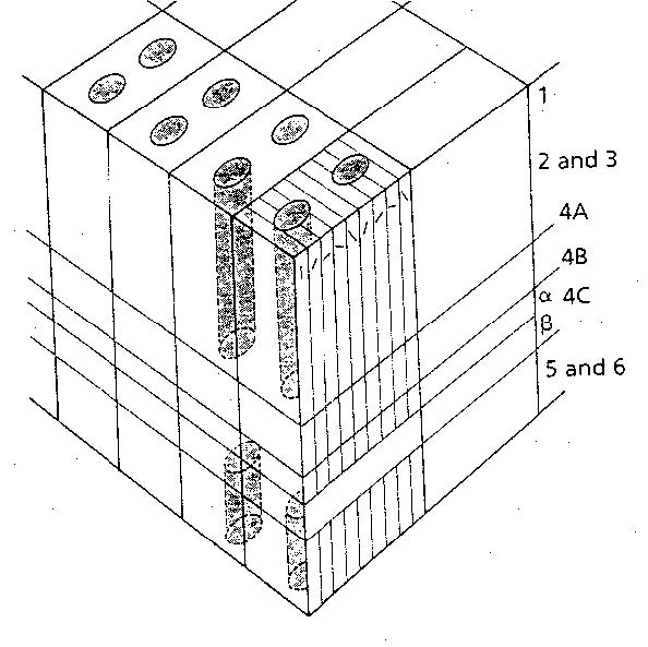 This drawing illustrates some of the response properties of cells in V1, the first cortical region to process information from the retina.