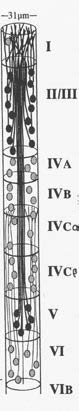 A conceptual drawing of a mini-column (from Peters and Yilmez). In reality is skinnier than this. Note there are multiple neurons in each layer in the column. All the neurons in a mini-column will respond to similar inputs. For example, in the drawing of a section of V1 shown previously, a mini-column will contain cells that respond to lines of a particular orientation with a particular ocular dominance preference. The cells in an adjacent mini-column might respond to a slightly different line orientation or different ocular dominance preference.
