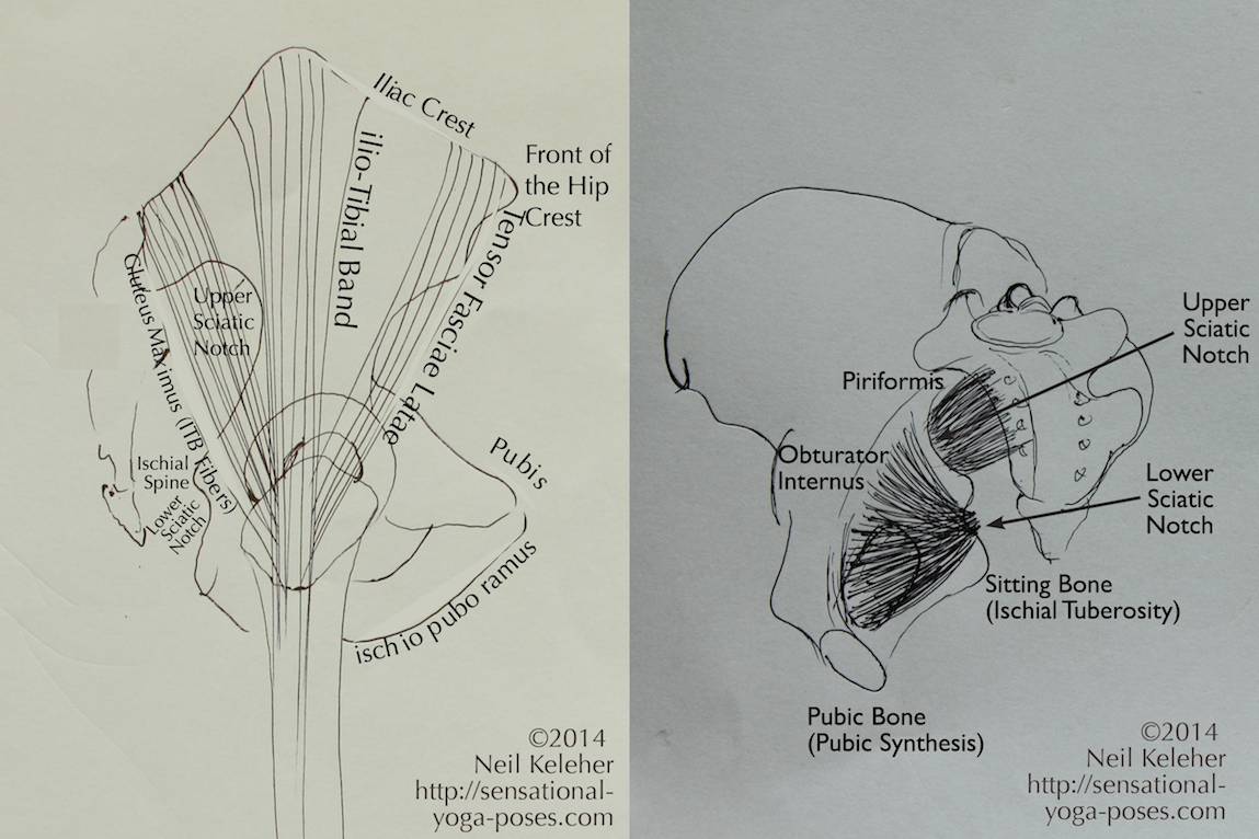 Pelvic Landmarks:
Note the ischio pubo ramus and ischial spines, marked in the image to the left and the upper and lower sciatic notches marked in both the image to the left and right. Also note how the piriformis passes through the upper sciatic notch above the ischial spine and how the obturator internus wraps around the back of the pelvis at the lower sciatic notch.