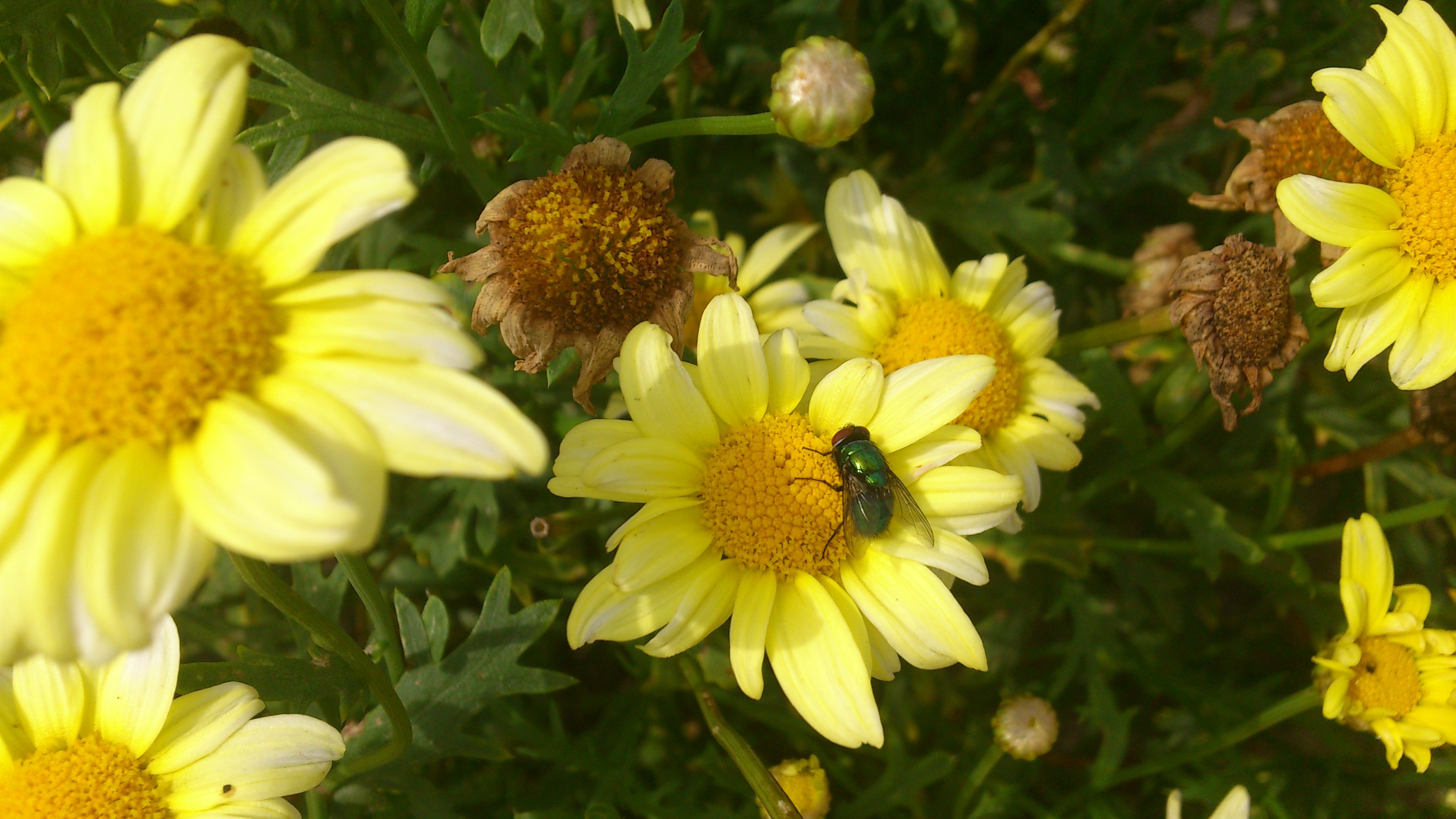 DSC_0197.JPG A fly...