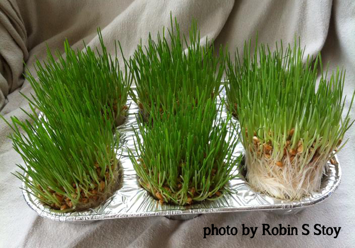 Fodder grown in a muffin pan by Robin S Stoy