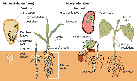 Seed anatomy