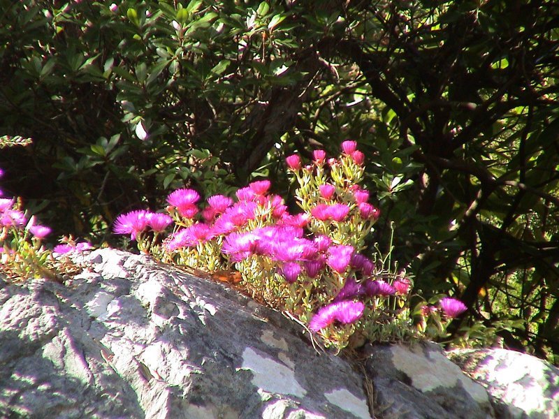 wilder Felsengarten - Wildblumen auf einem Kalksteinblock