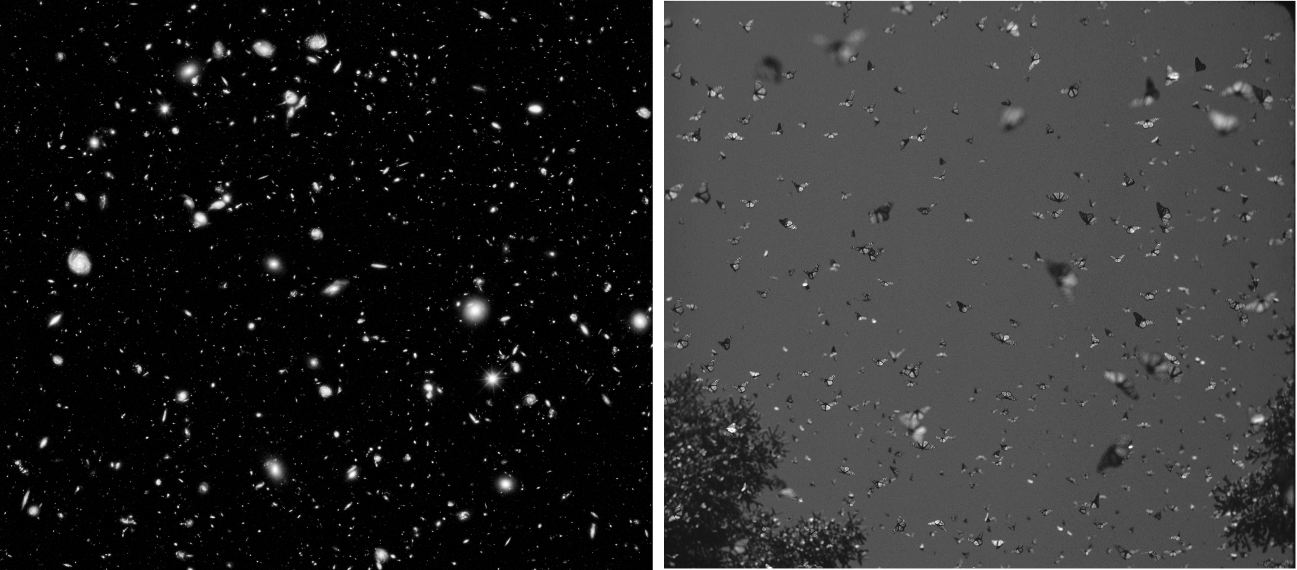 Figure 4.3: Hubble Telescope, Visible and Near Infra-red Light Spectrum of the universe © 2012 NASA (public domain); "Kaleidoscope of Monarch Butterflies" (© 2016 Dr. Lincoln Brower, Used with Permission)