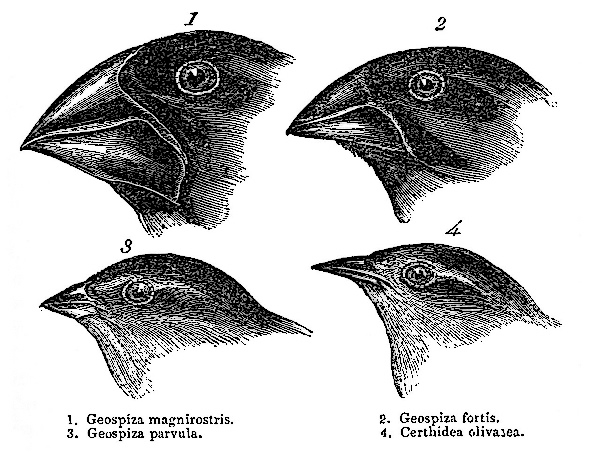Figure 2.8: Darwin's Finches of the Galapagos Islands (1845)