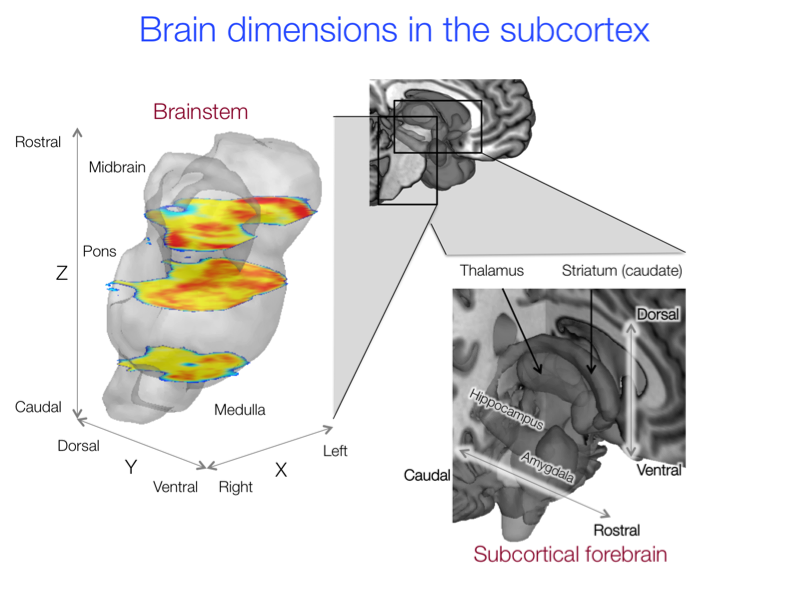 Figure 7.5. Directions and some of the most important structures' locations in the sub cortex.