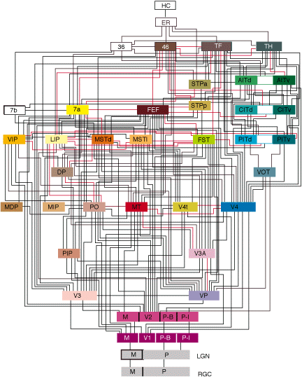 Visual hierarchy of the macaque