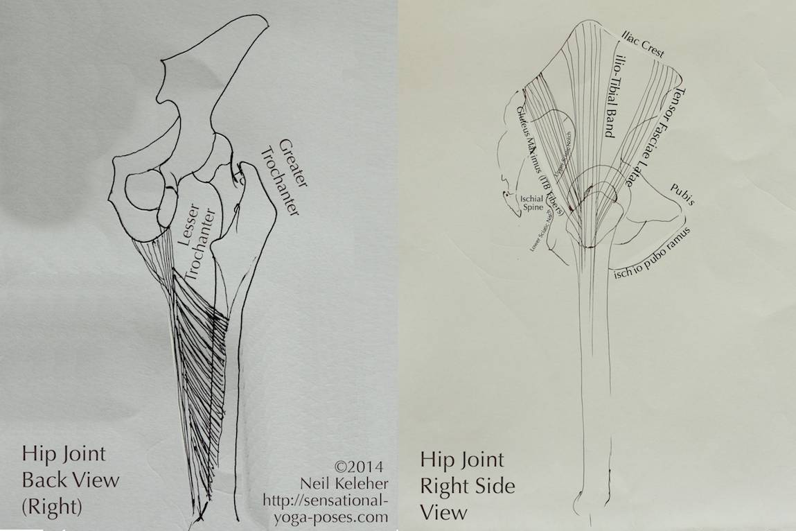 Landmarks of the thighbone include the Greater Trochanter and Lesser Trochanter. 
