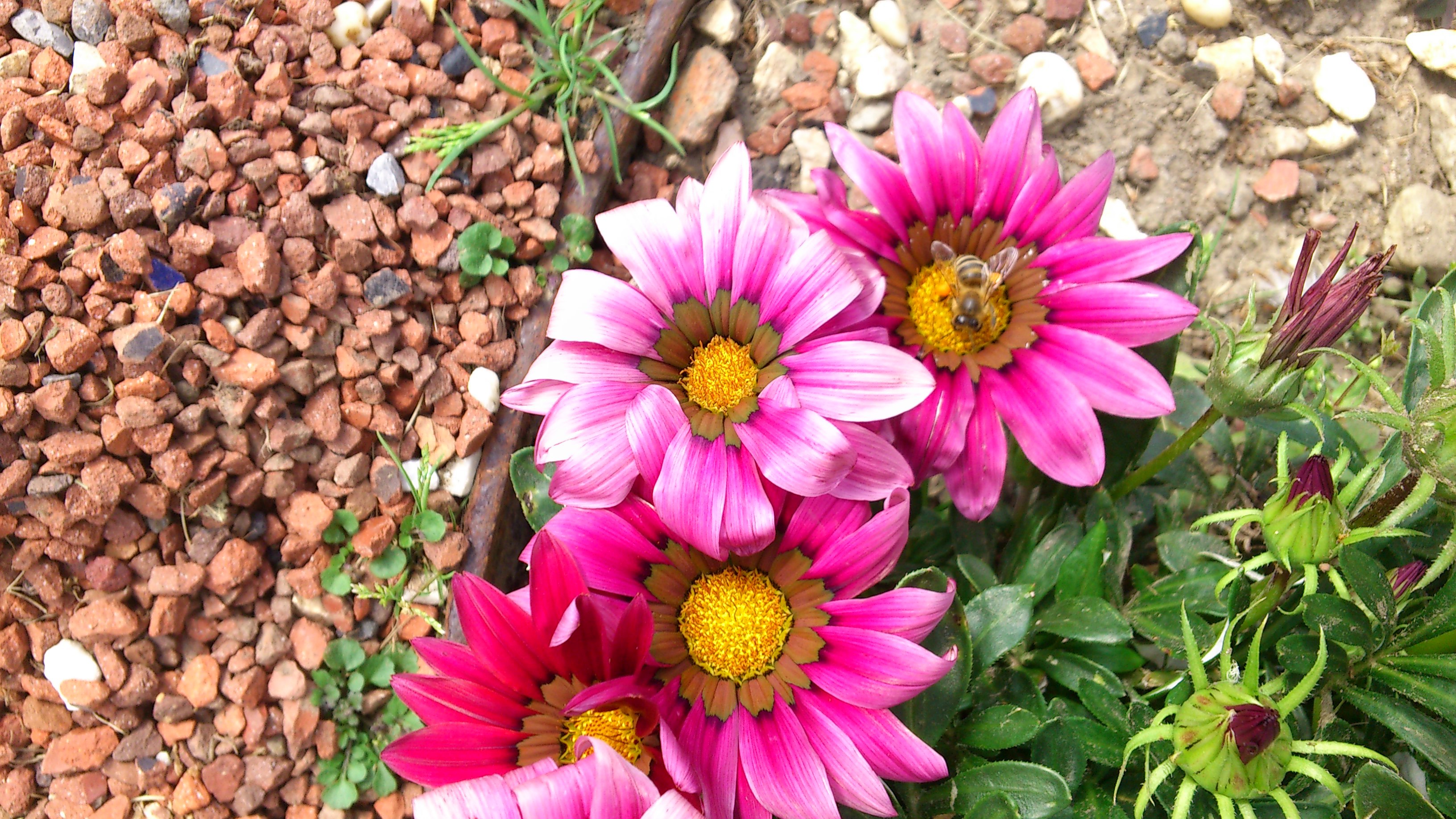 Read Visitors | Leanpub