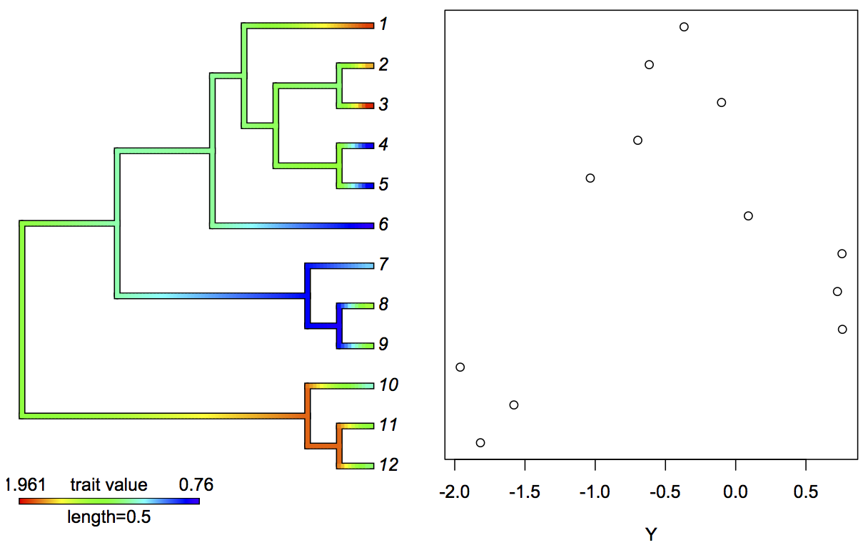 Fig. 3.3: Brownian motion evolution of a hypothetical trait up a phylogeny, with colors on the branches corresponding to the trait values using the `phytools` package (Revell 2012). The right panel gives the trait values at the tips of the phylogeny.