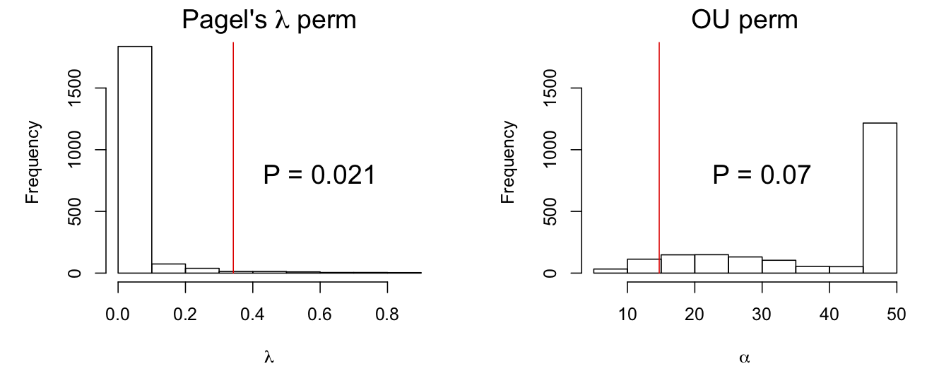 Fig. 3.7: Permutation distributions of phylogenetic signal (λ and α) calculated using `phylolm()` by permuting values of *Y* among species under the null hypotheses that there is no phylogenetic signal. The red lines give the "true" value of the phylogenetic signal parameters estimated from the data.