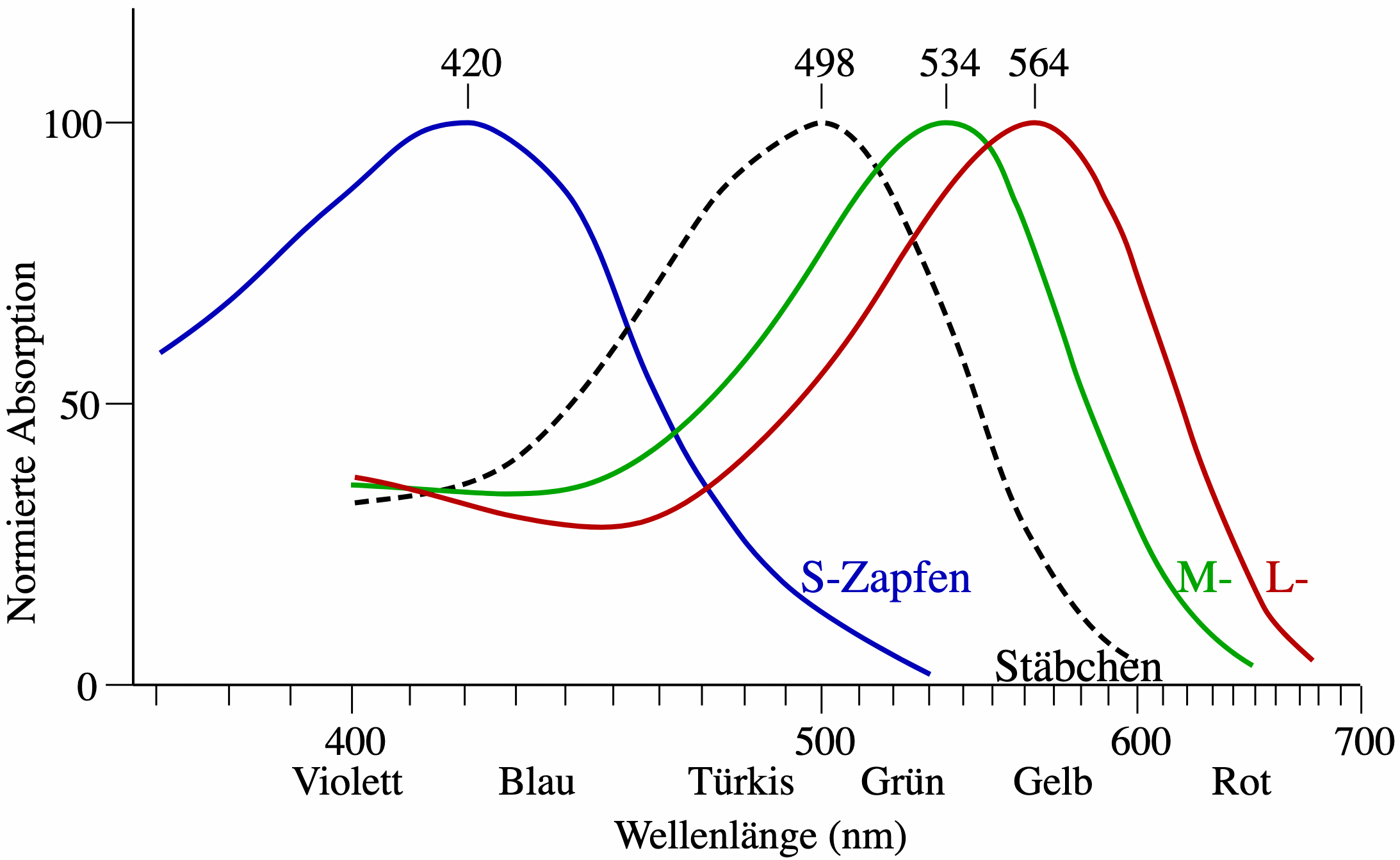 Empfindlichkeit der Zapfen des menschlichen Auges bei verschiedenen Wellenlängen - Quelle: w:User:DrBob and w:User:Zeimusu derivative work: Sgbeer (CC BY-SA 3.0)