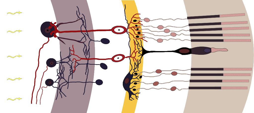 Aufbau der Retina – Bild: Cajal, Anka Friedrich (CC BY-SA 3.0)