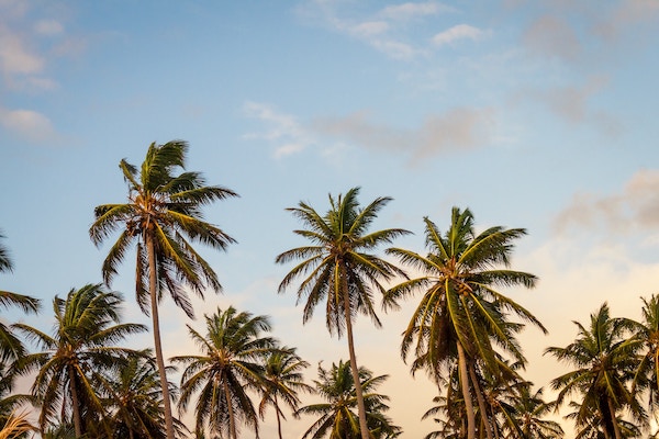 Palm Trees